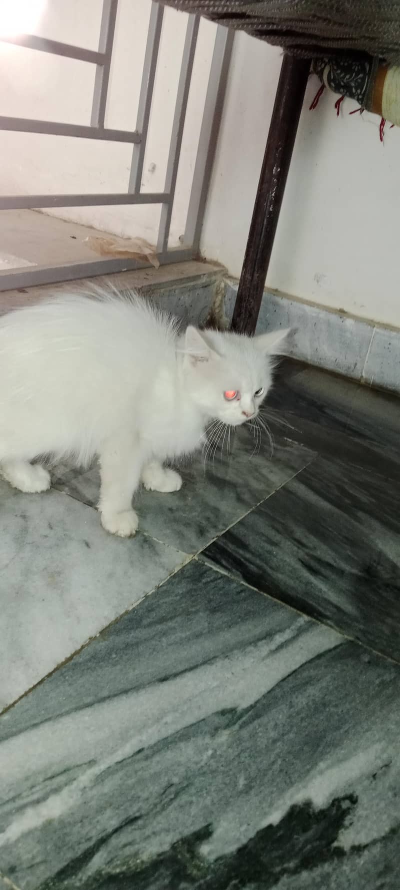 Persian cat 1