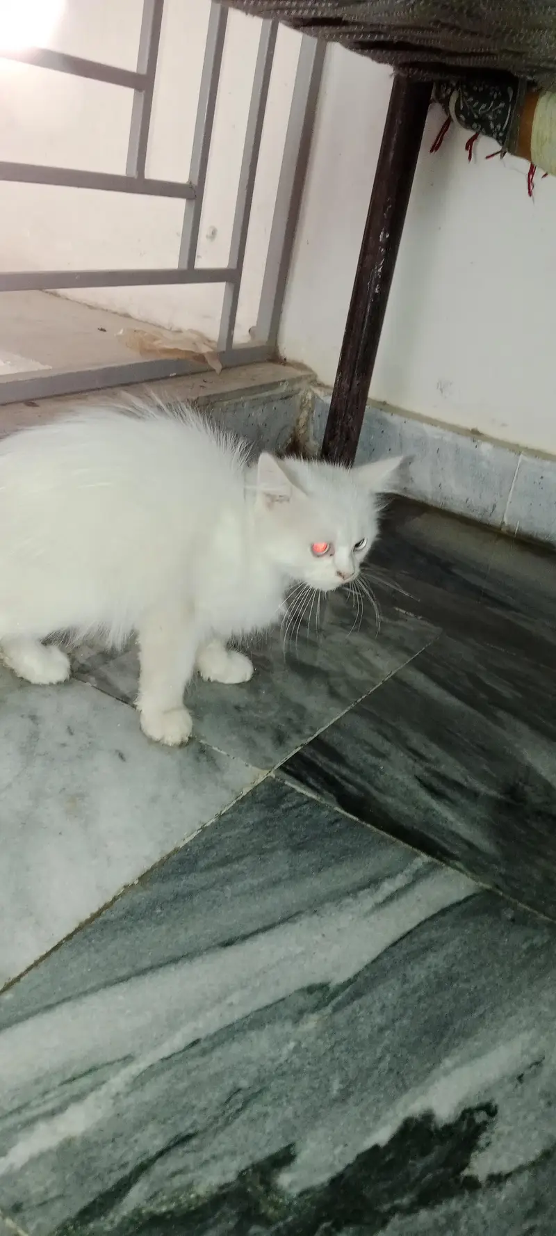 Persian cat — photo 2