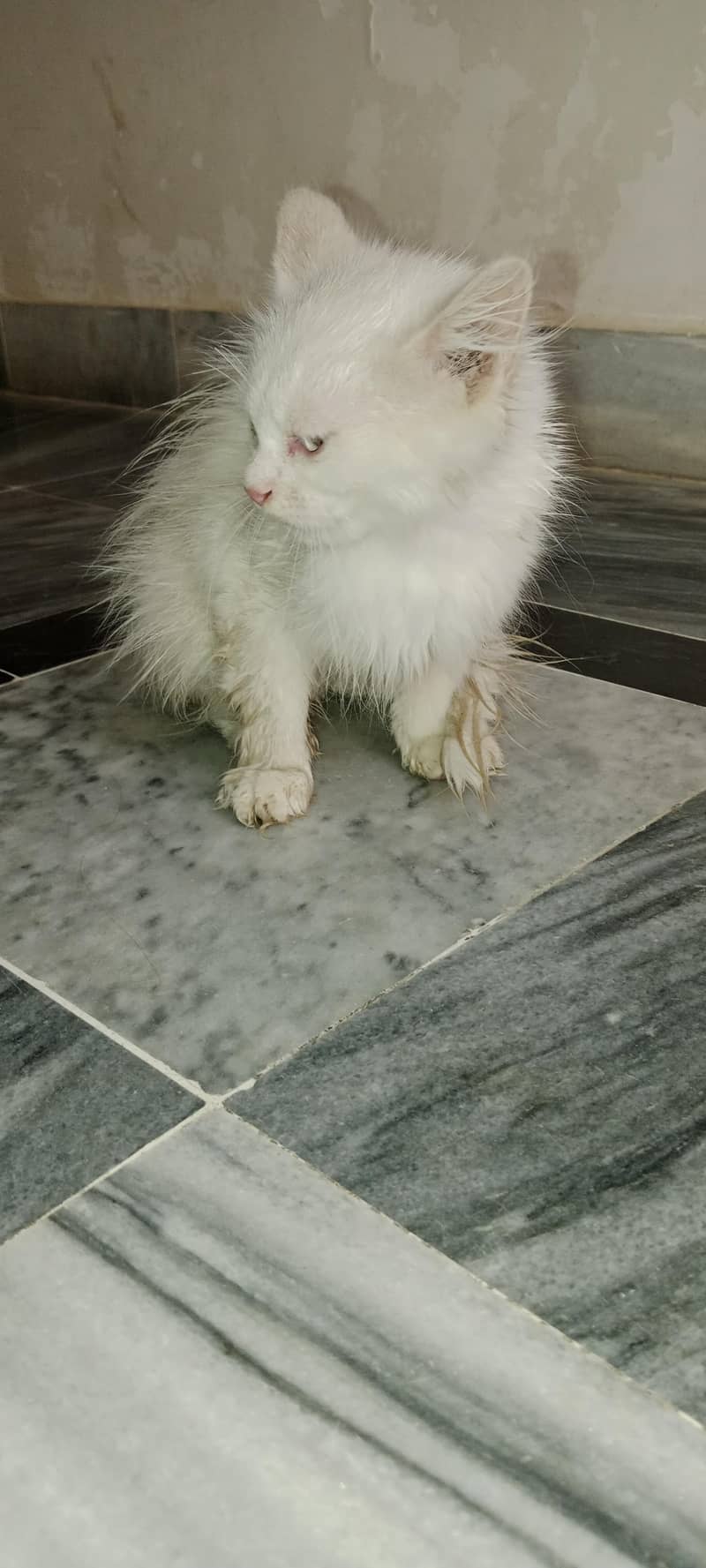 Persian cat 2