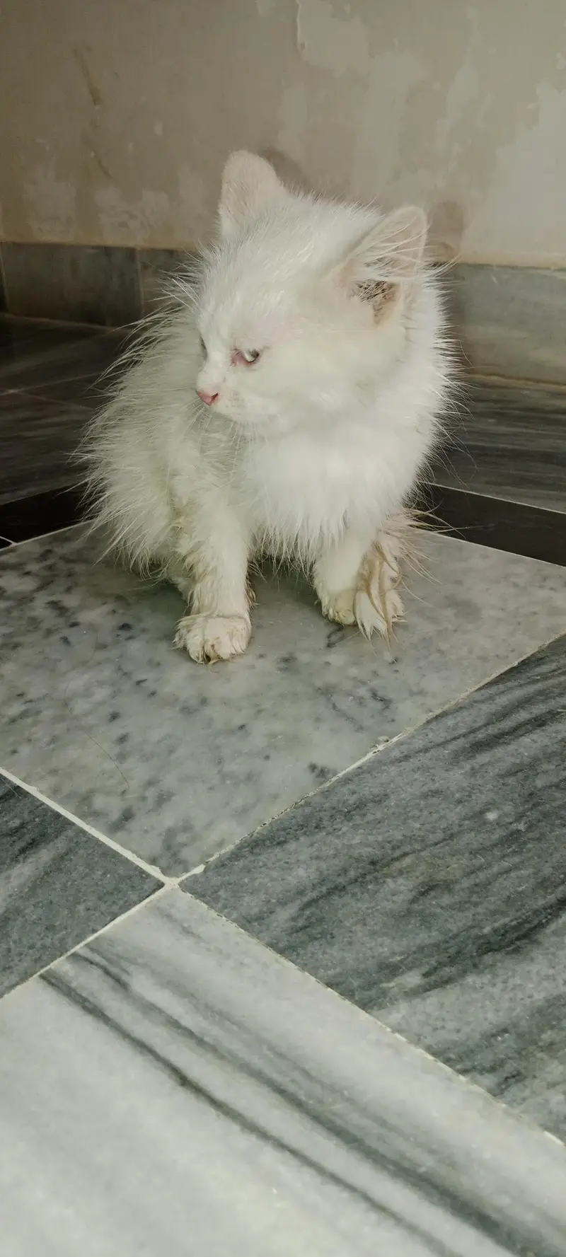 Persian cat — photo 3