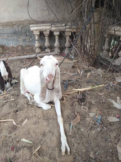 I'm sale beautiful goats راجن پوری کراس دودھ والی بکری
