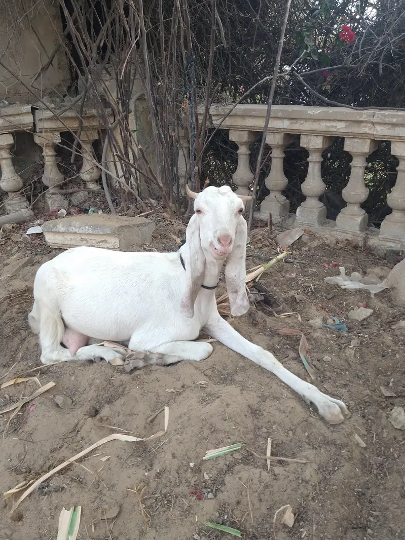 03402494900 I'm sale beautiful goatراجن پوری کراس دودھ والی ب — photo 2
