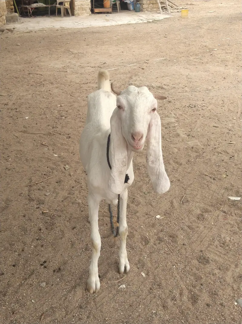 03402494900 I'm sale beautiful goatراجن پوری کراس دودھ والی ب — photo 3