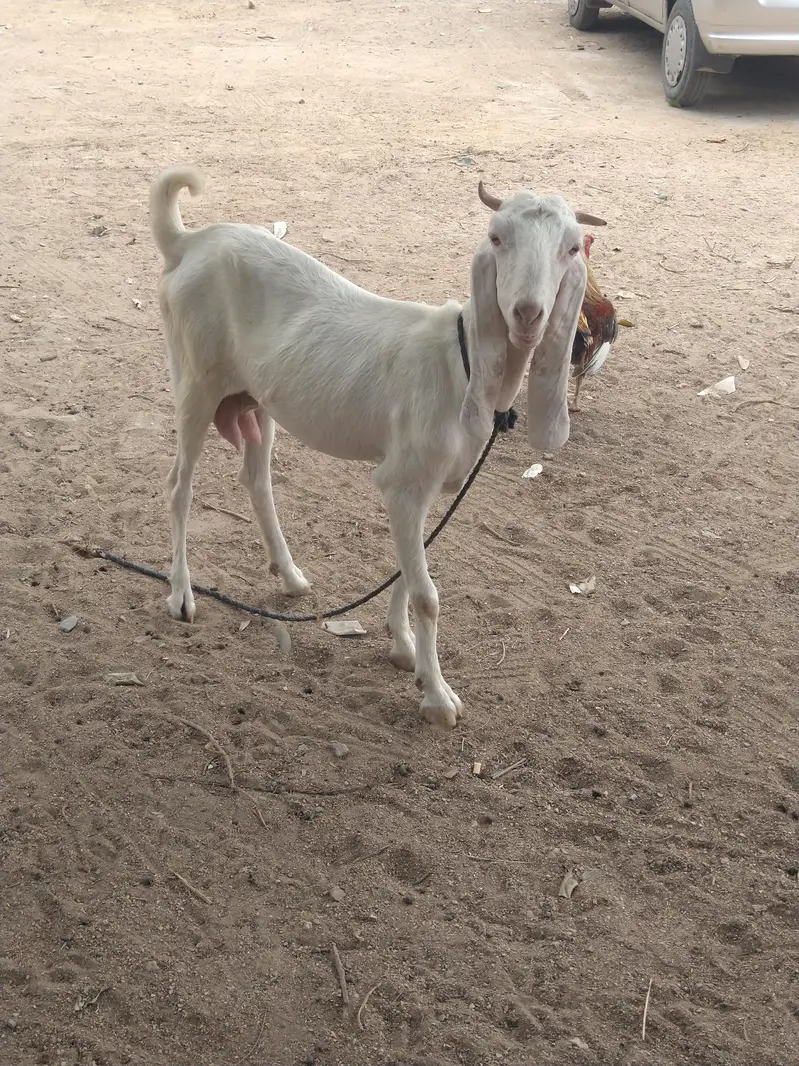 03402494900 I'm sale beautiful goatراجن پوری کراس دودھ والی ب — photo 4