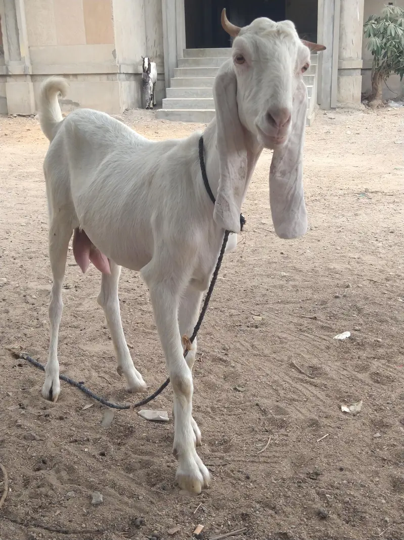 03402494900 I'm sale beautiful goatراجن پوری کراس دودھ والی ب — photo 5