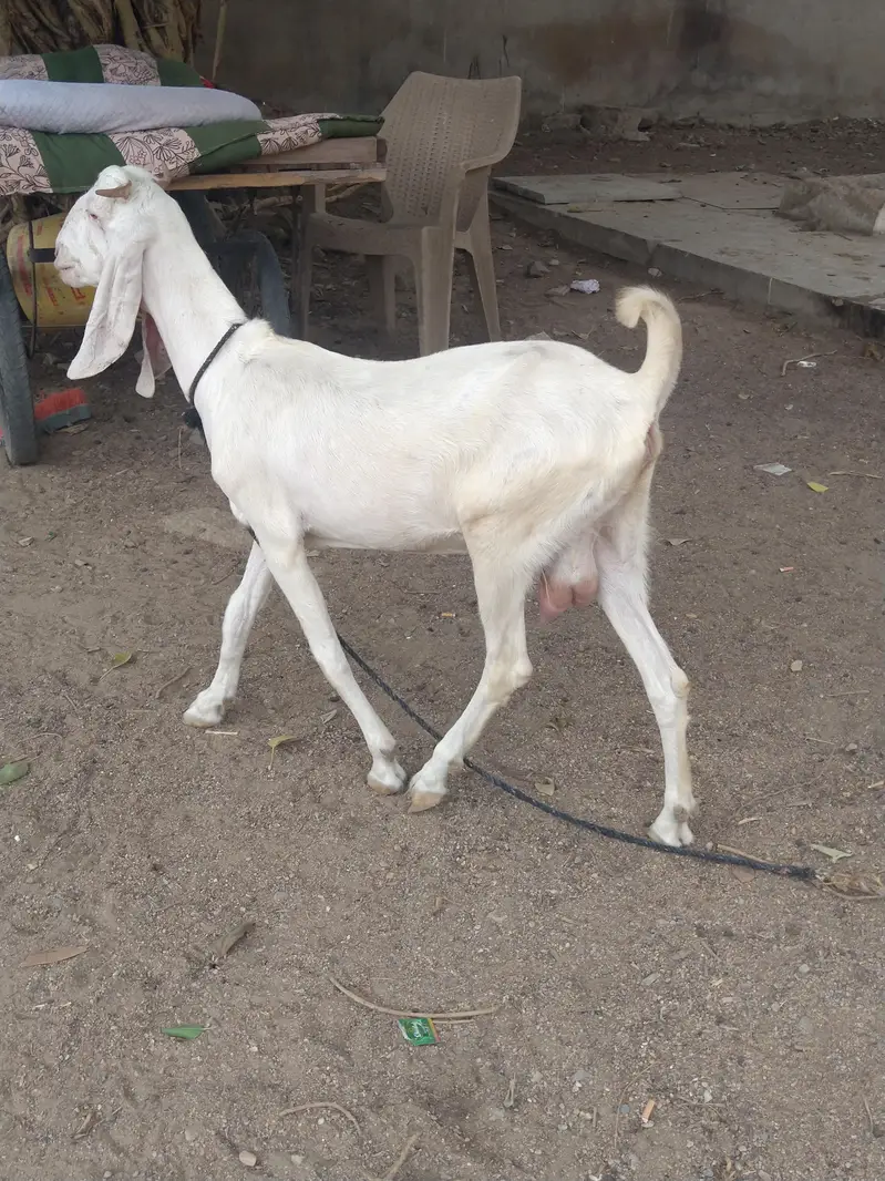 03402494900 I'm sale beautiful goatراجن پوری کراس دودھ والی ب — photo 6
