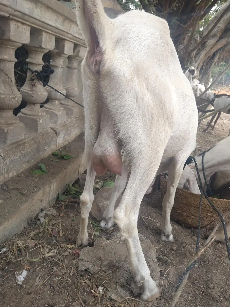 03402494900 I'm sale beautiful goatراجن پوری کراس دودھ والی ب — photo 7
