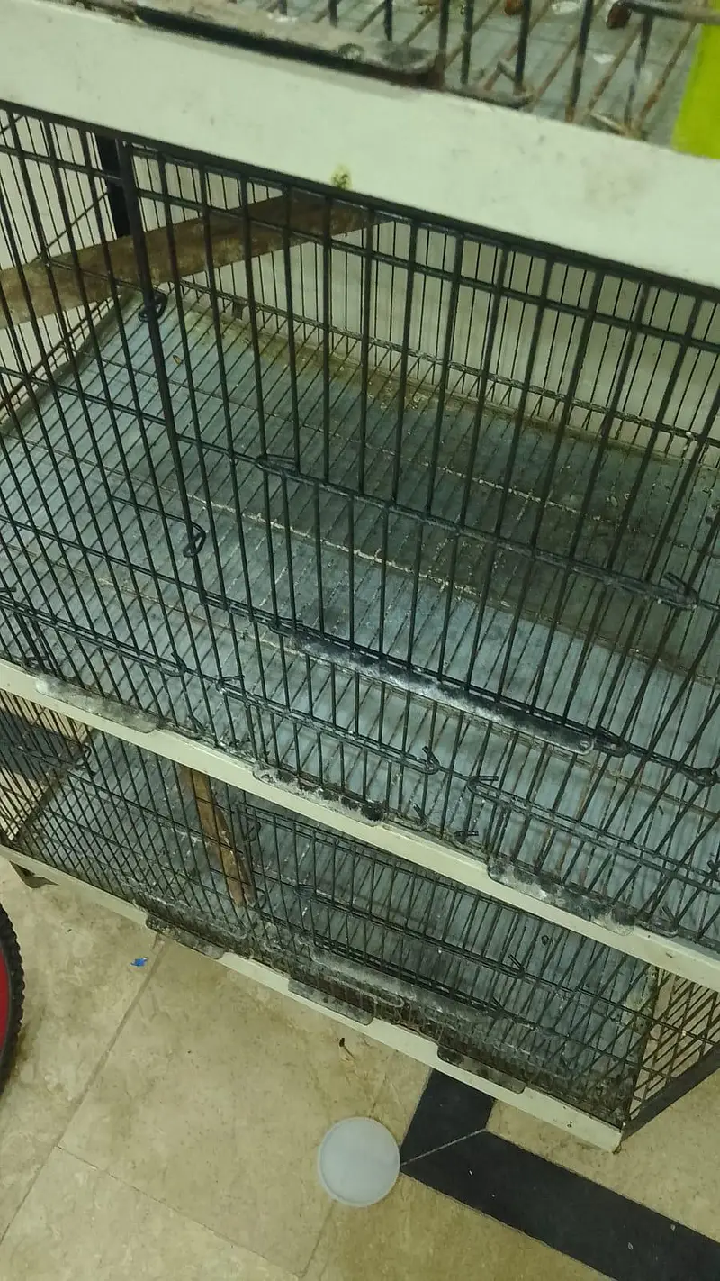 Iron Cage — photo 3
