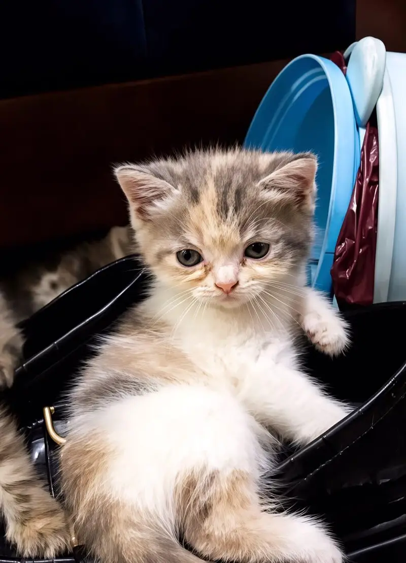 Persian kittens for sale — photo 3