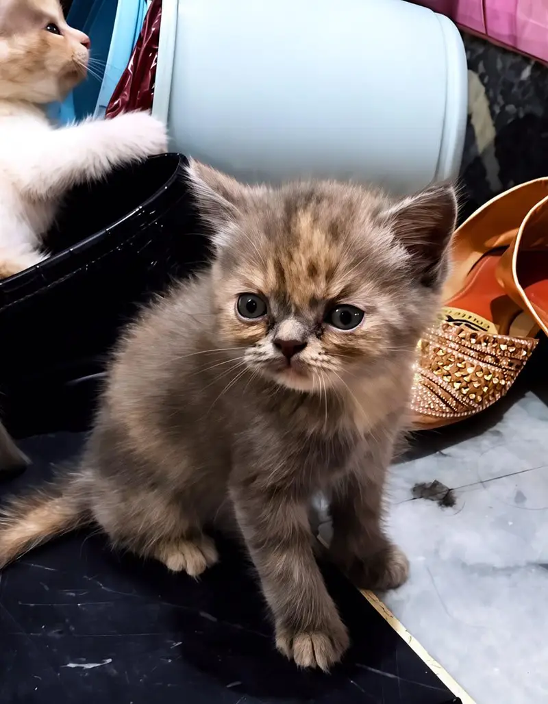Persian kittens for sale — photo 4