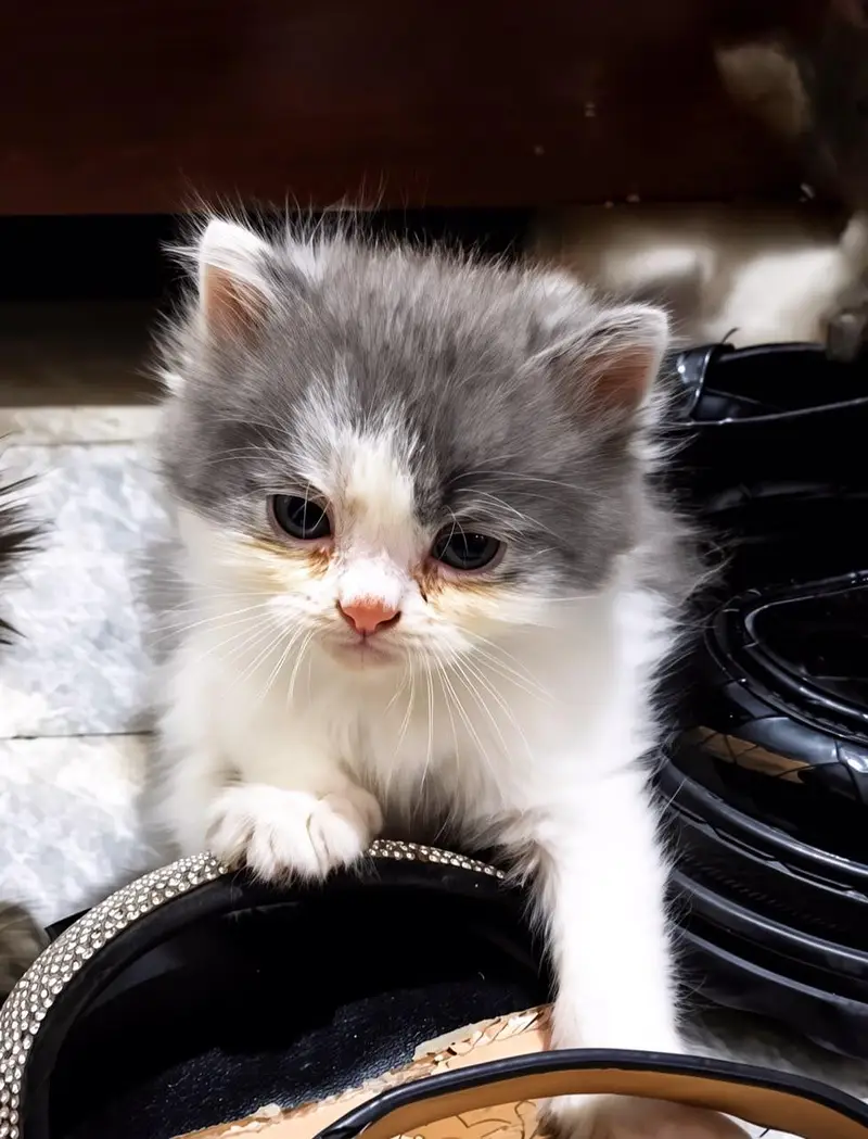 Persian kittens for sale — photo 5
