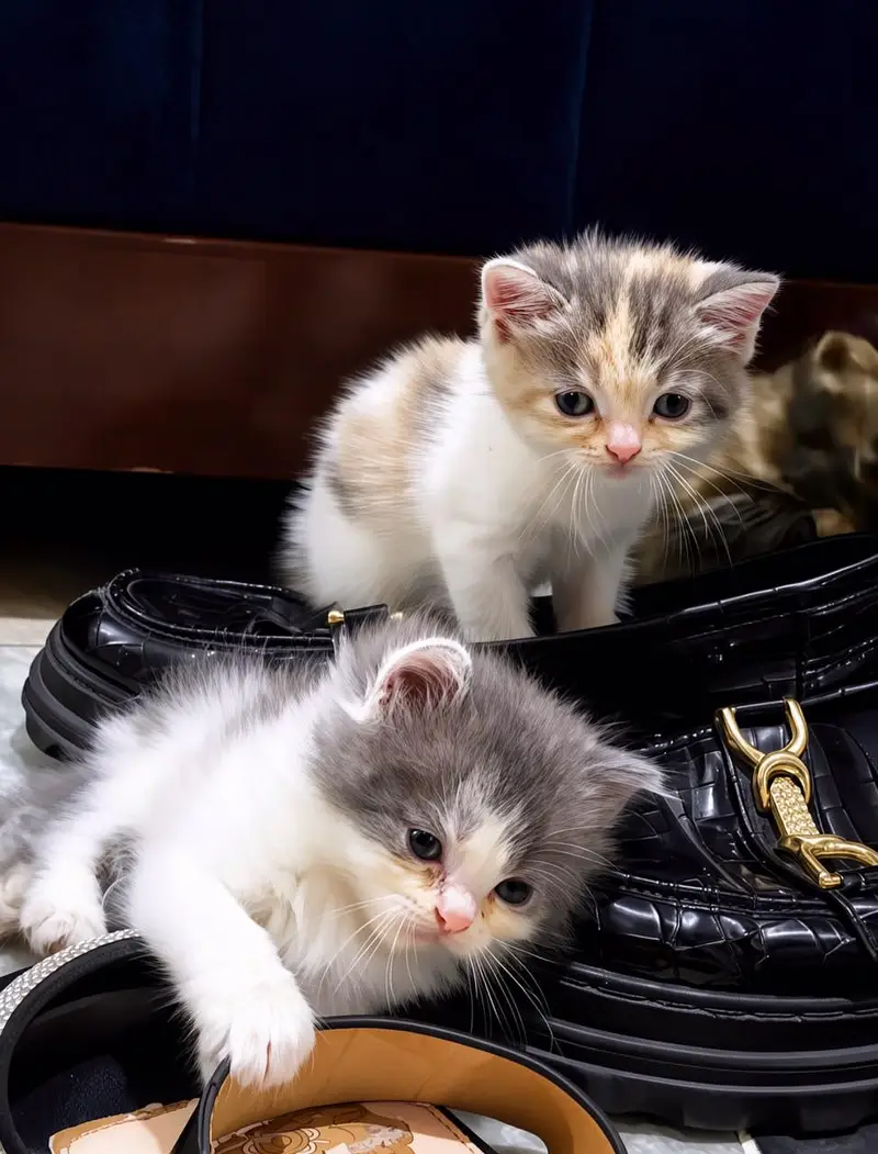 Persian kittens for sale — photo 6