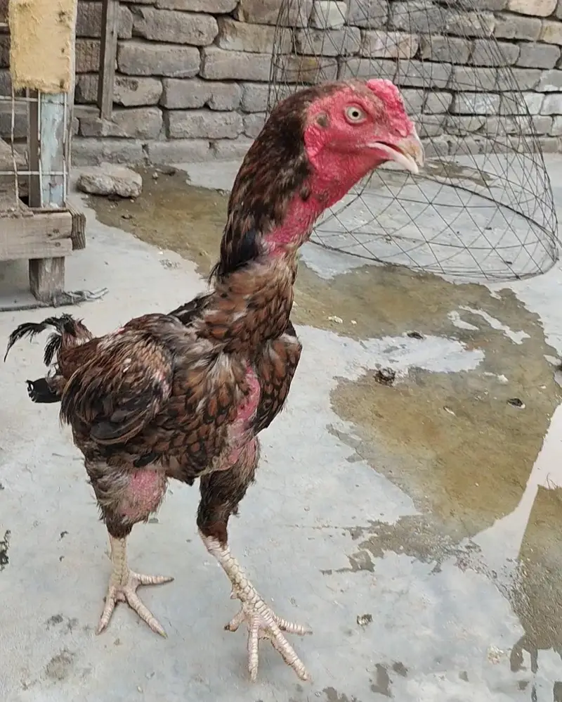 aseel for sale+cage for sale — photo 7