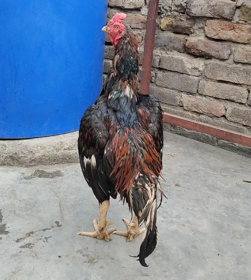 aseel for sale+cage for sale — photo 8