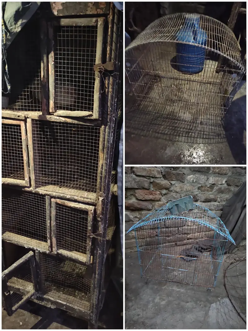 aseel for sale+cage for sale — photo 9