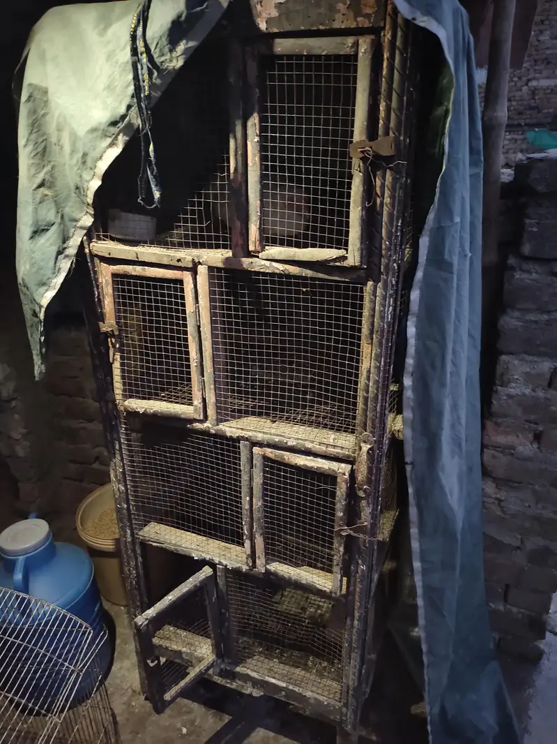 aseel for sale+cage for sale — photo 10