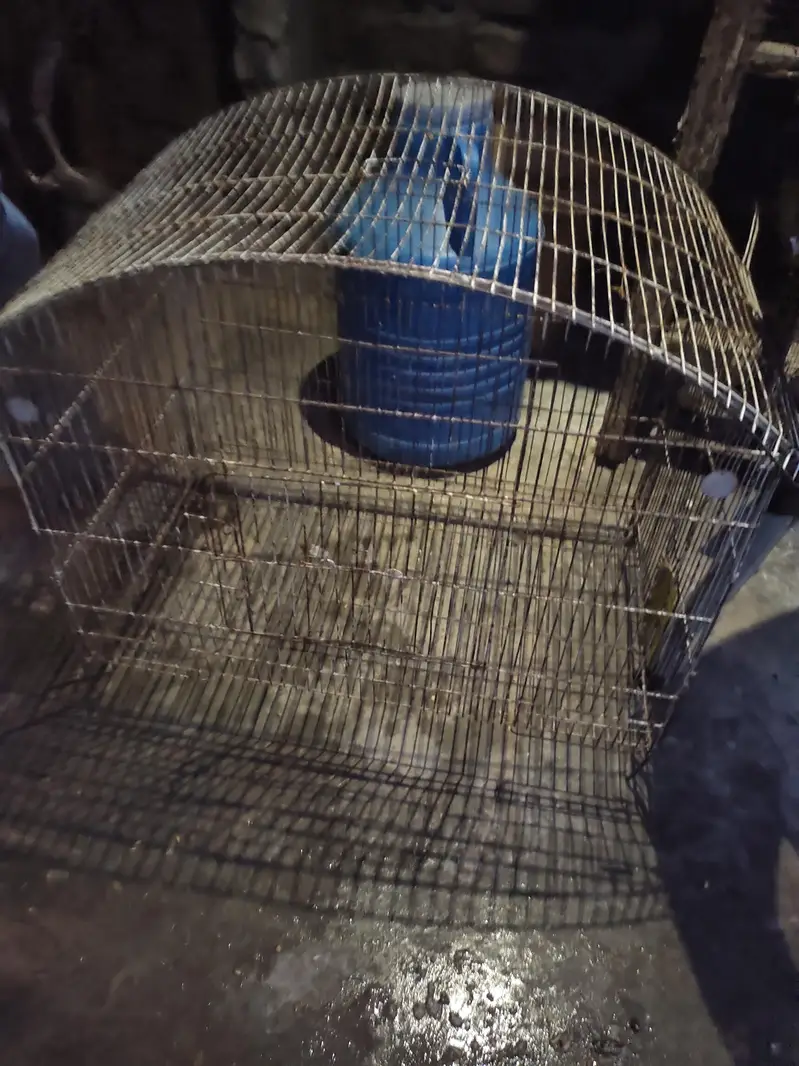 aseel for sale+cage for sale — photo 11