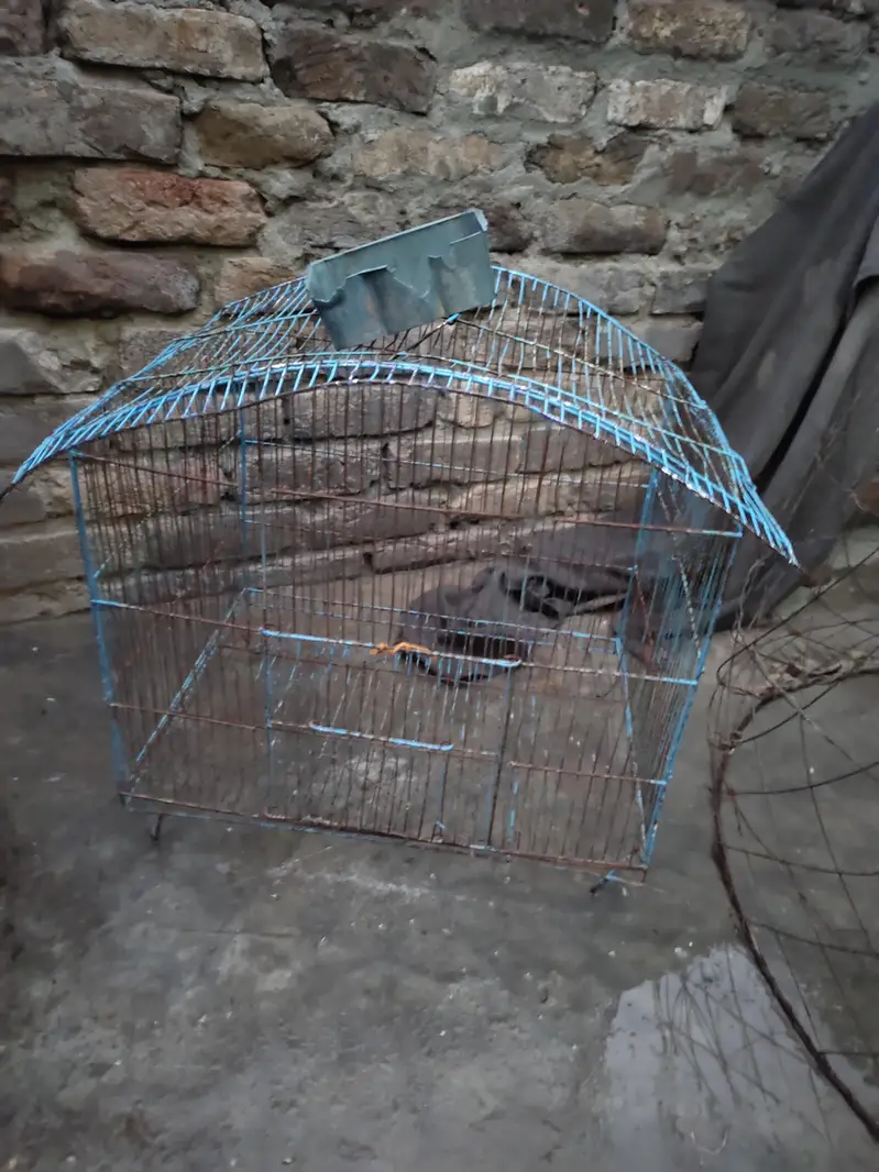 aseel for sale+cage for sale — photo 12