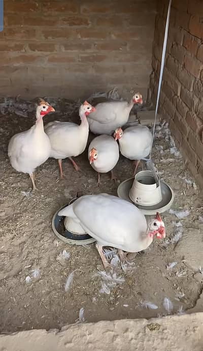 white chakor breeder pair