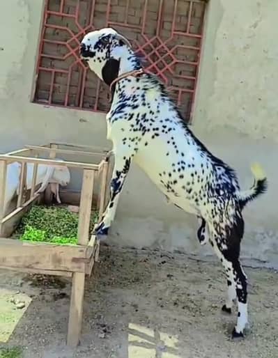 Makhi chini Beetal bakra