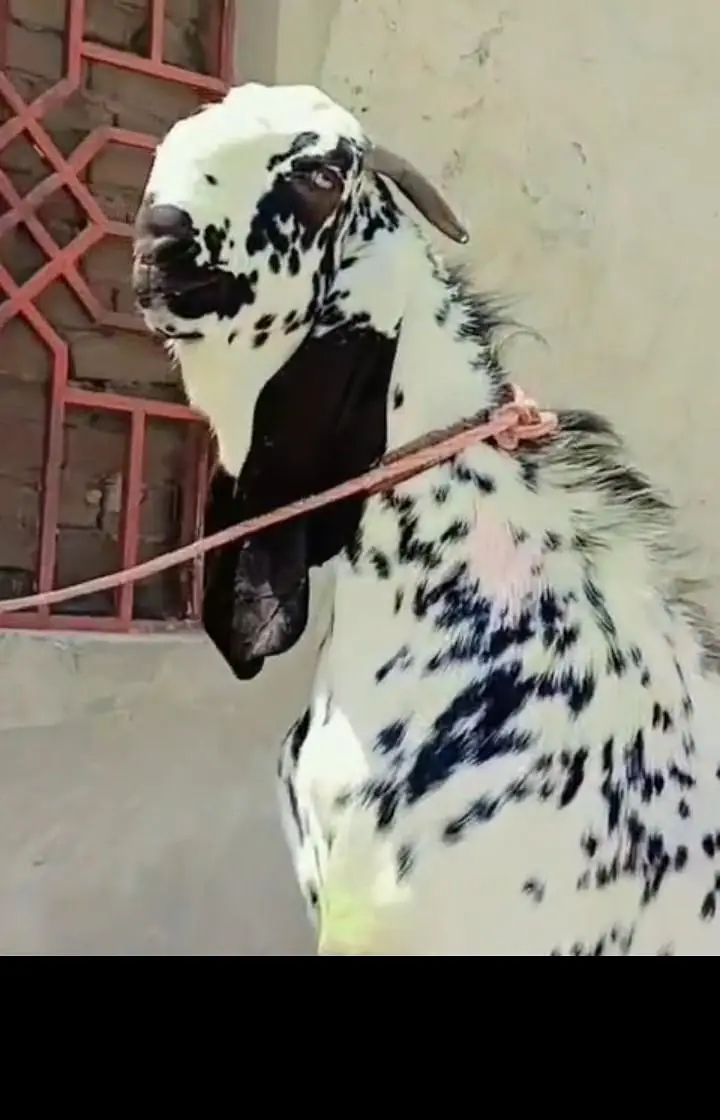 Makhi chini Beetal bakra — photo 2
