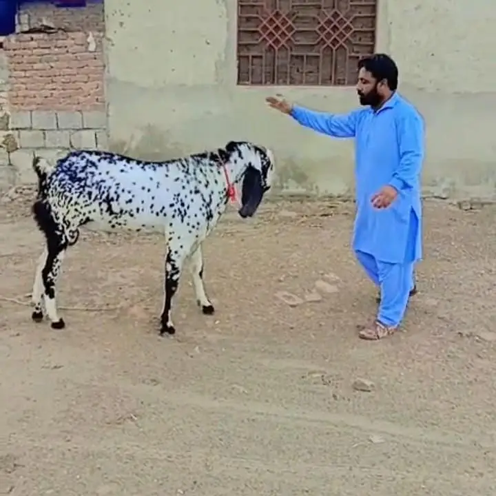 Makhi chini Beetal bakra — photo 3