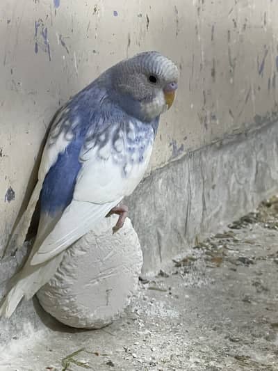 Australian Budgies phatty