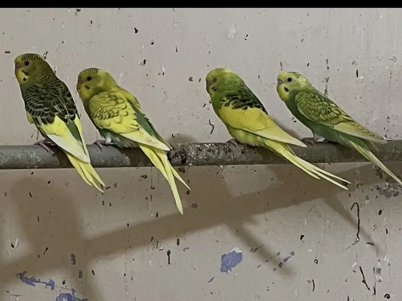 Australian Budgies phatty — photo 2