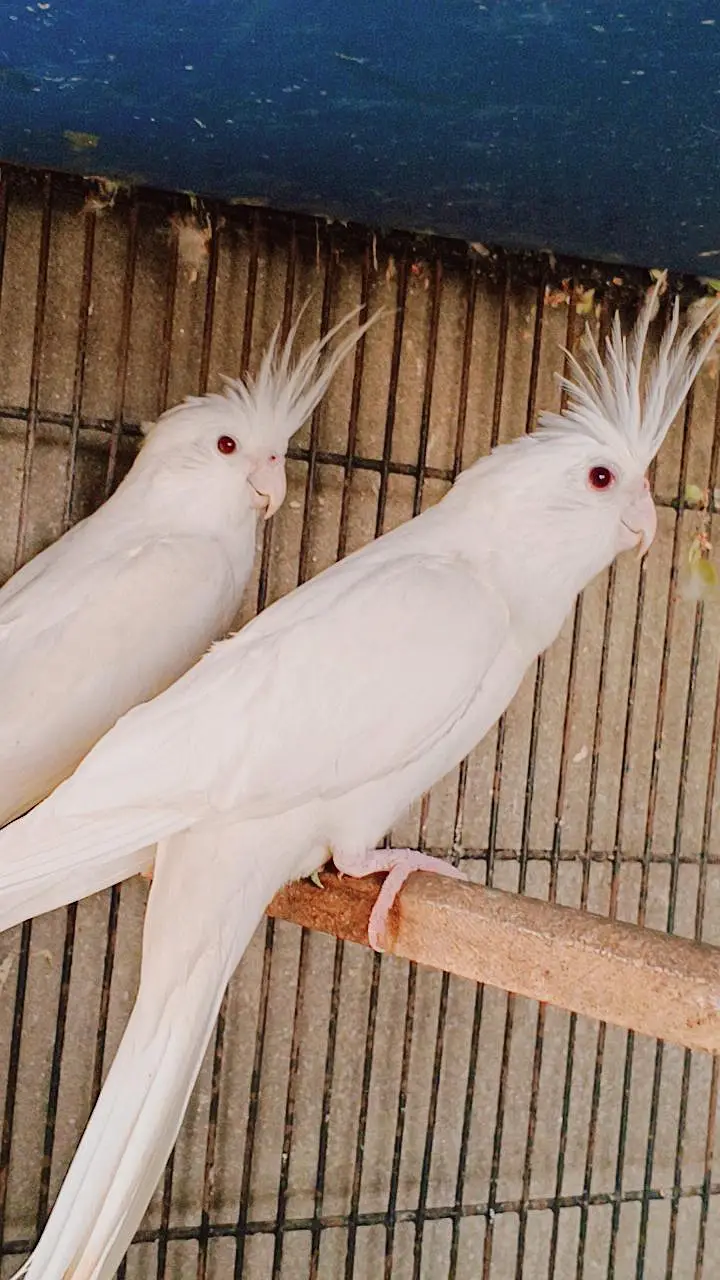 Ino red eyes cocktail breeder parrot pair for sale — photo 2