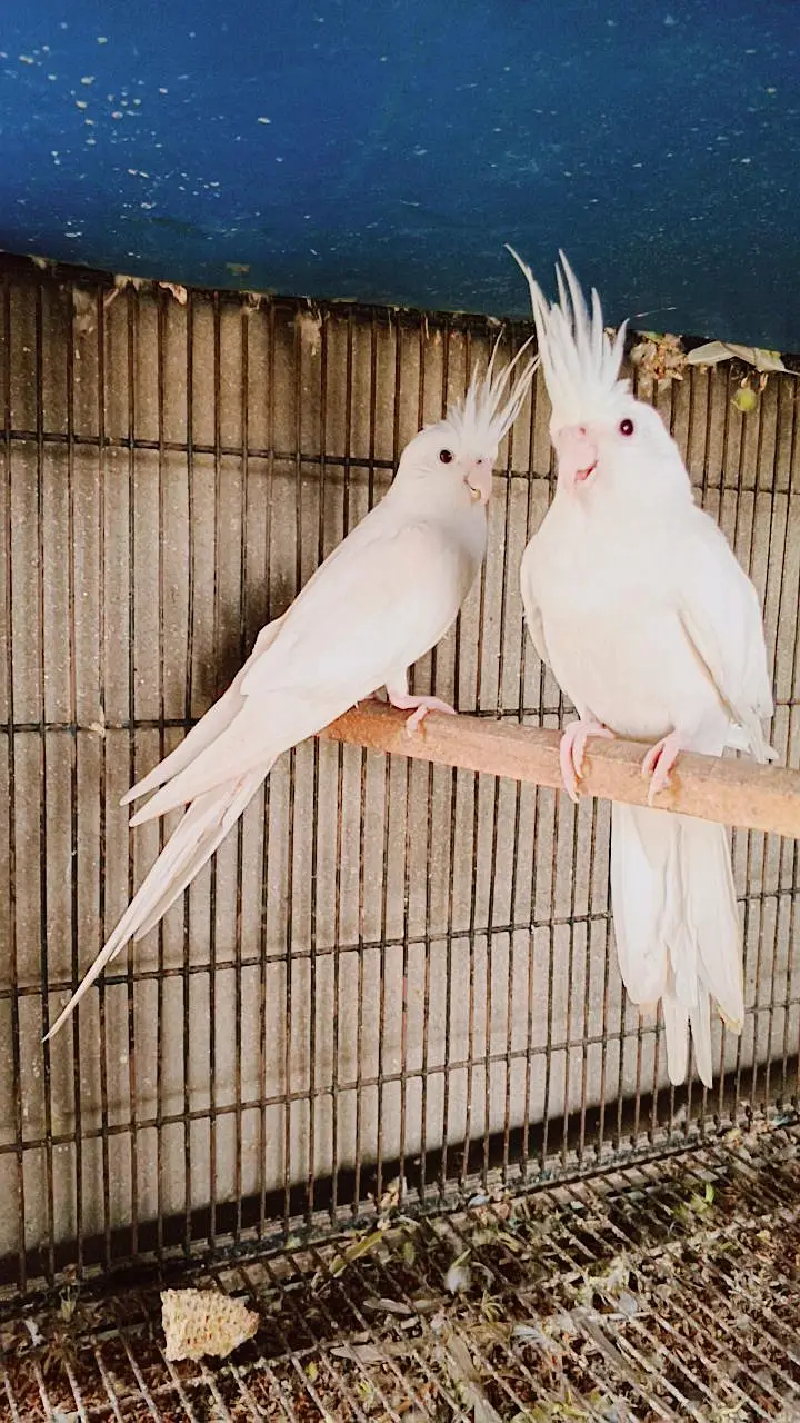 Ino red eyes cocktail breeder parrot pair for sale — photo 3