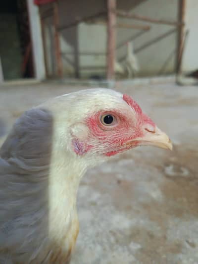 PURE HEERA FEMALE