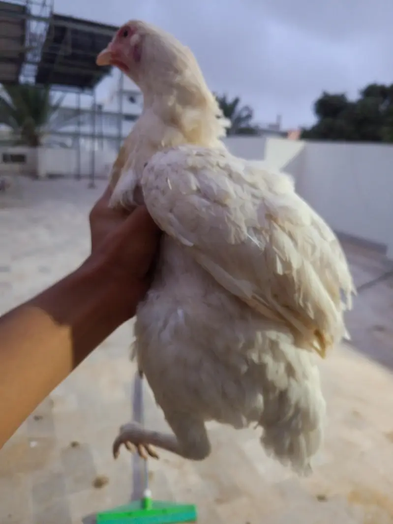 PURE HEERA FEMALE — photo 3