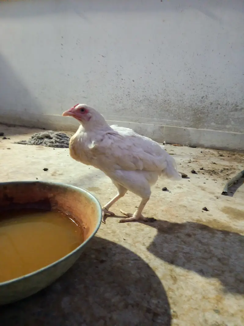PURE HEERA FEMALE — photo 4