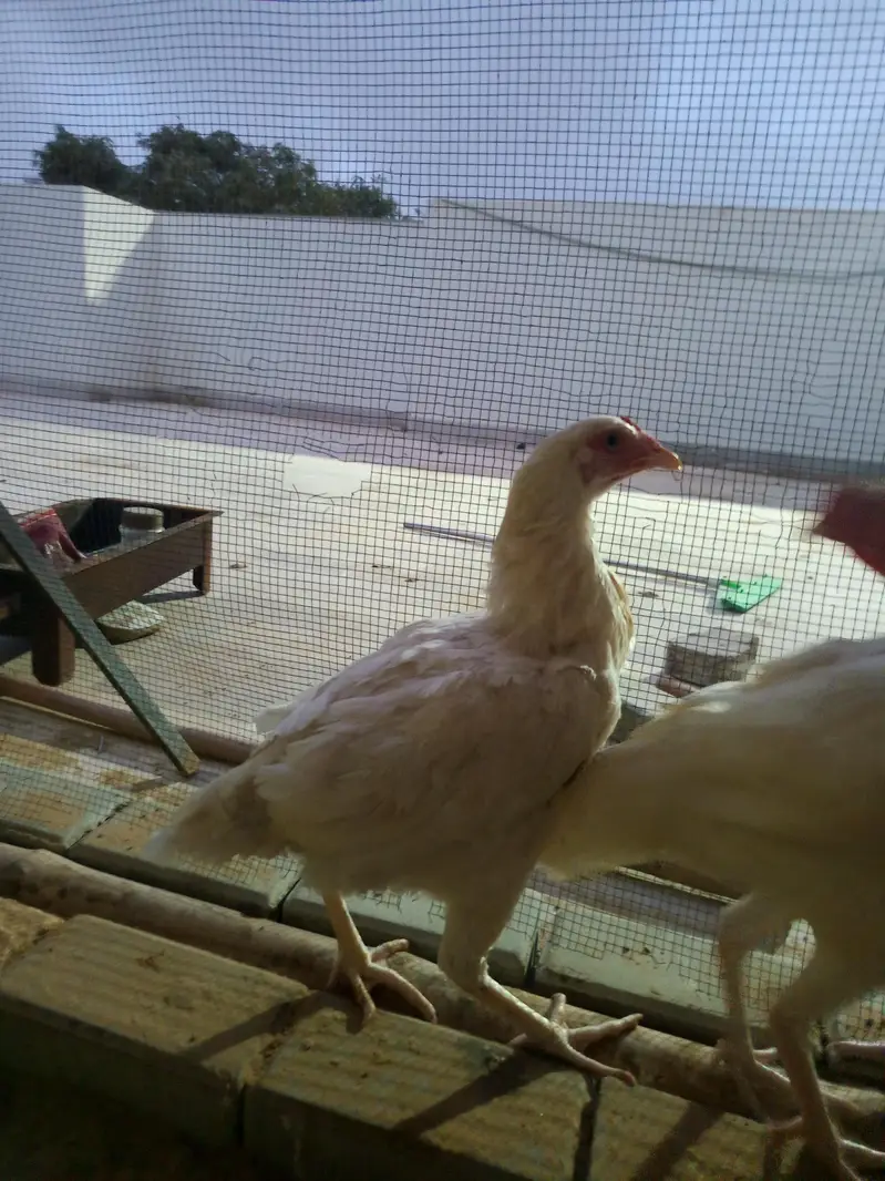 PURE HEERA FEMALE — photo 5