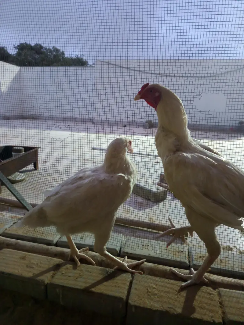 PURE HEERA FEMALE — photo 6