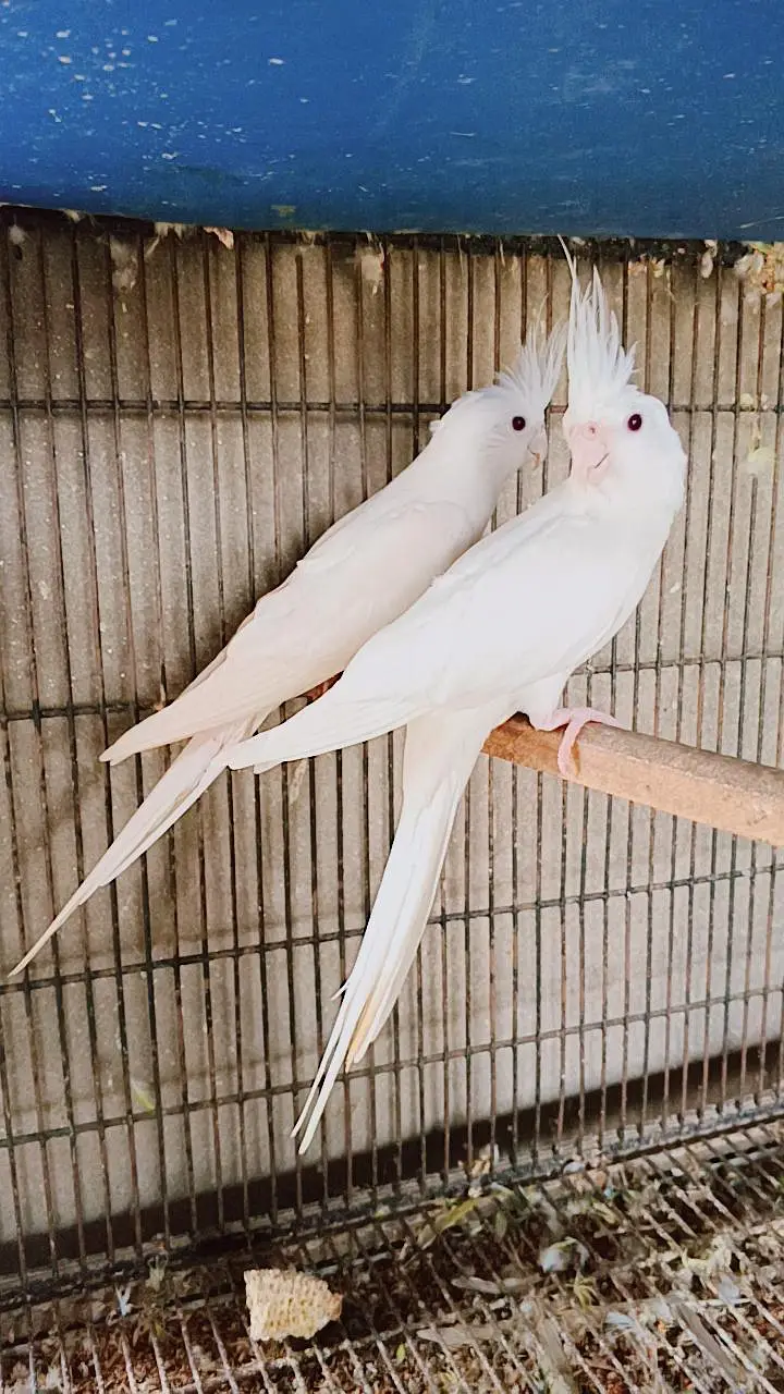 Ino red eyes cocktail breeder parrot pair for sale — photo 4