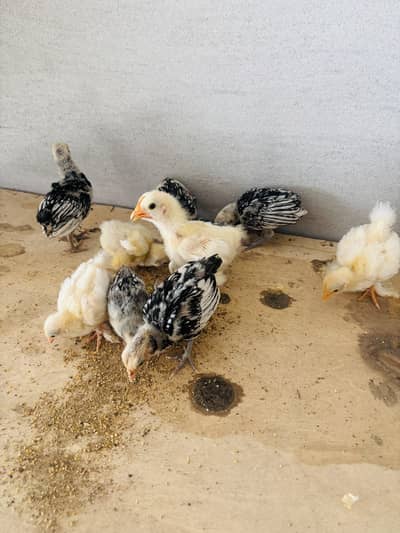 silver sebright/ white bantam Cochin chicks