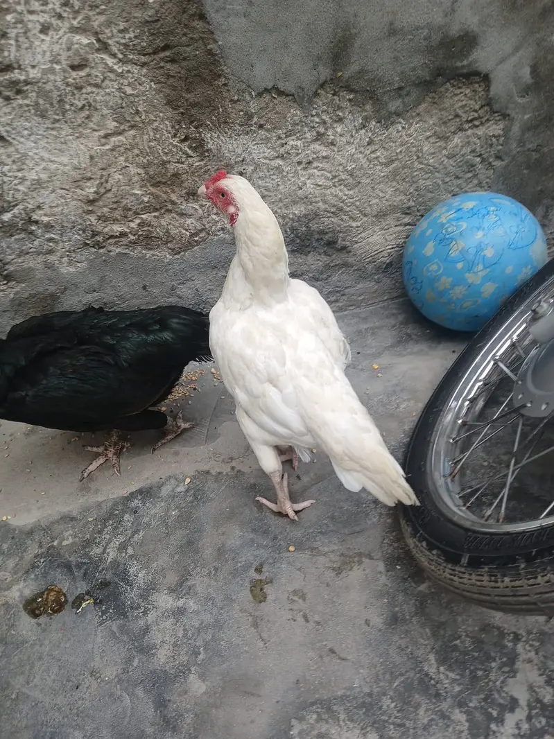 Aseel mian wale — photo 5