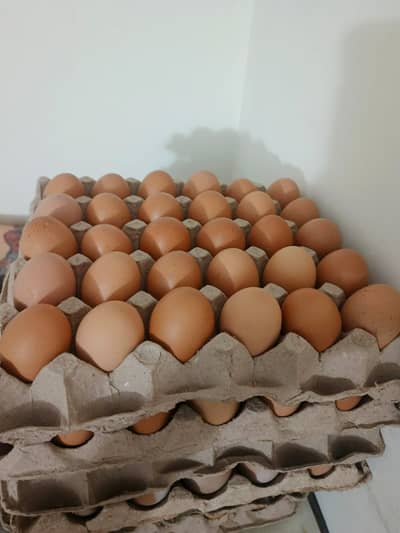 Lohman Brown Organic Desi Eggs