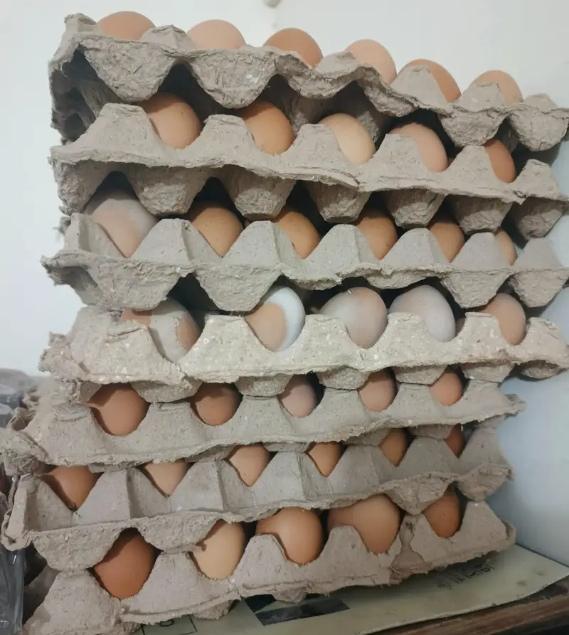 Lohman Brown Organic Desi Eggs — photo 2