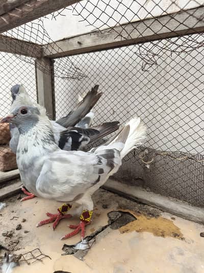 gola pigeon pair