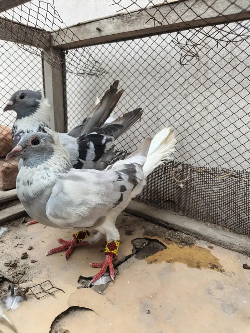 gola pigeon pair — photo 2