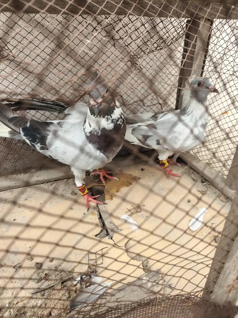 gola pigeon pair — photo 3