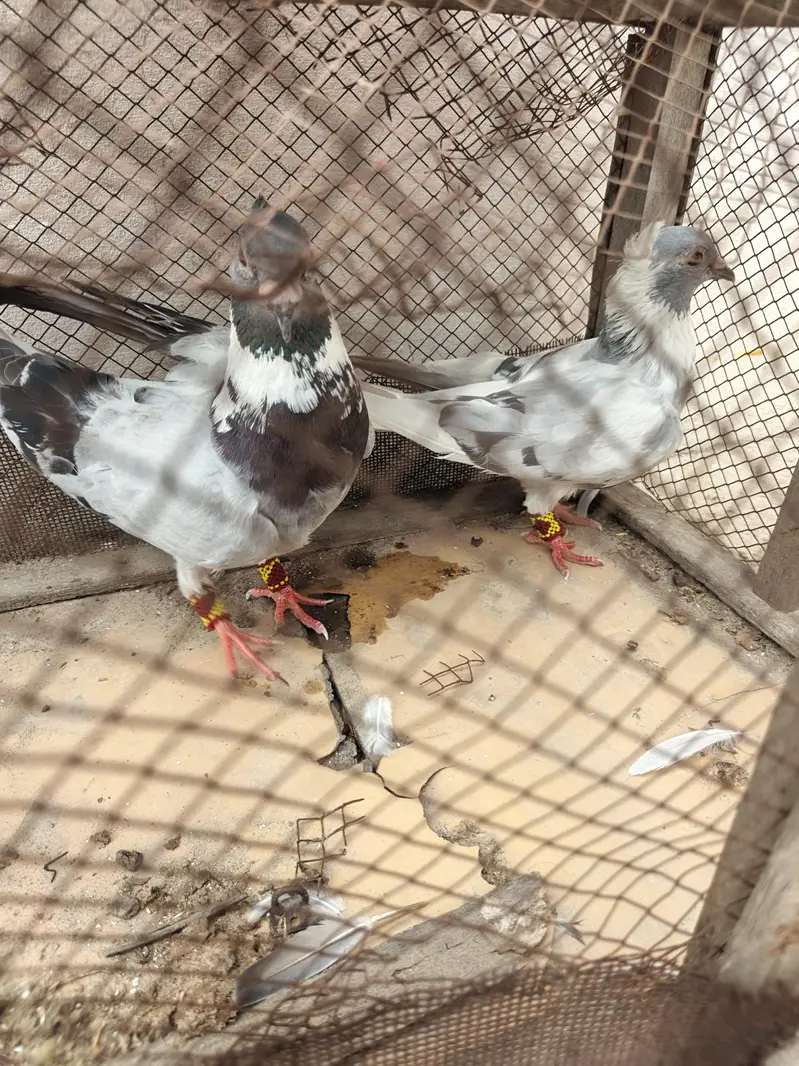 gola pigeon pair — photo 4