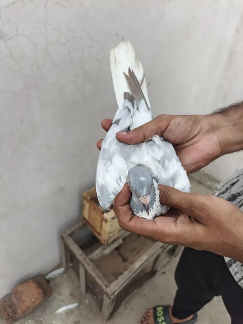 gola pigeon pair — photo 5