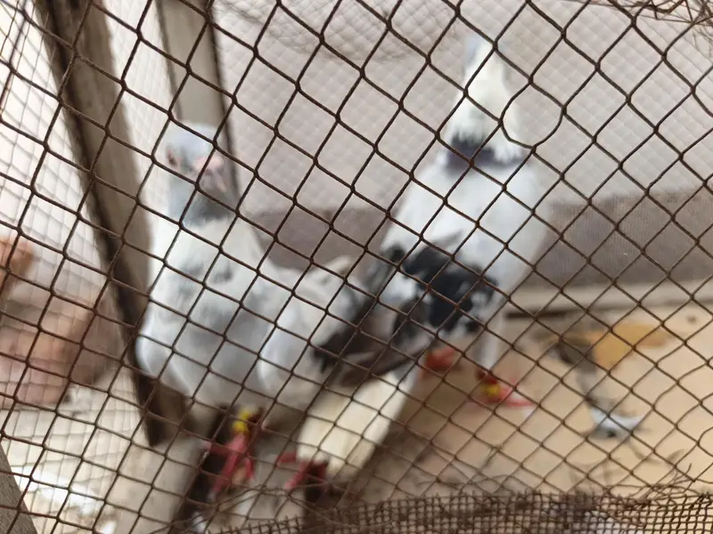 gola pigeon pair — photo 6