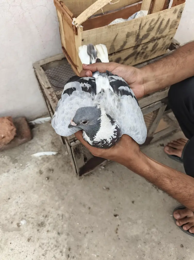 gola pigeon pair — photo 7