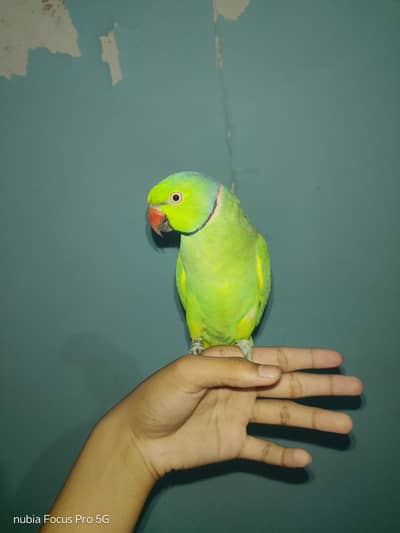 Hand tamed face to face talking parrot.