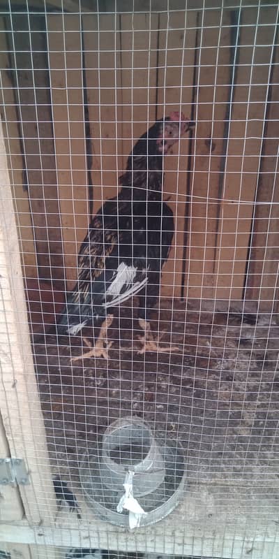 For sale /exchng posibl