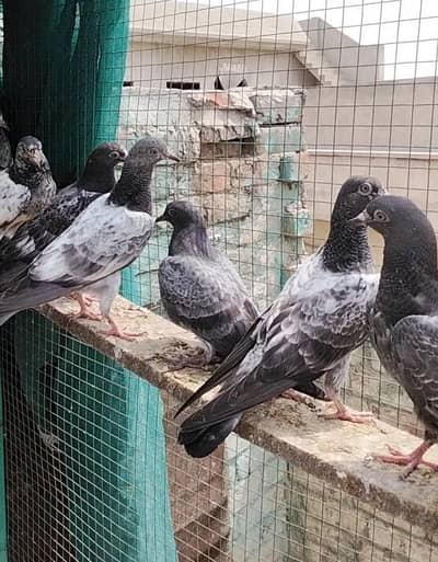 pigeons